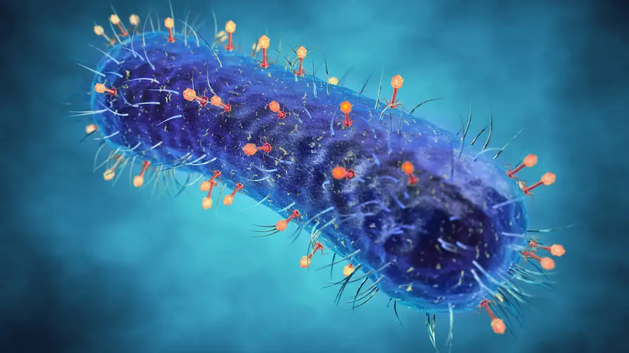 Bakteerit, vitamiini ja MAIT-solut: uusi immunoterapia