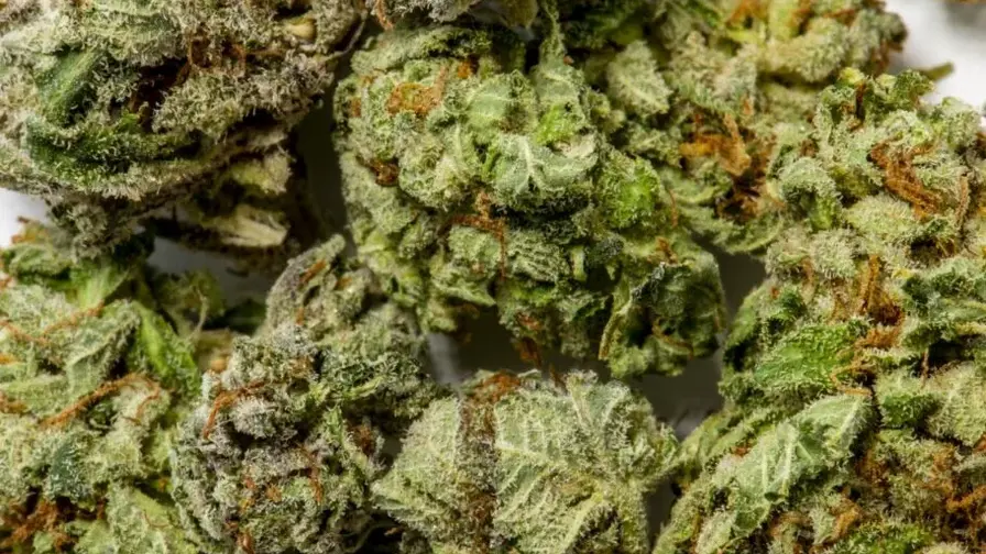 Pitkittynyt kannabiksen käyttö yhdistyy huonoon uneen Pitkittynyt kannabiksen käyttö yhdistyy huonoon uneen