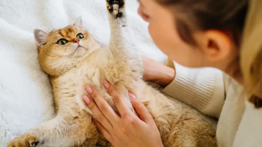 Kissat, Toxoplasma ja kansallinen hyvinvointi: tutkimus